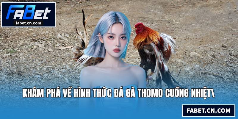 Khám phá về hình thức đá gà Thomo cuồng nhiệt