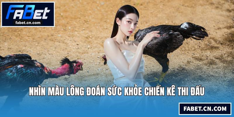 Nhìn màu lông đoán sức khỏe chiến kê thi đấu